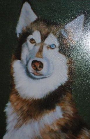 portrait de chien